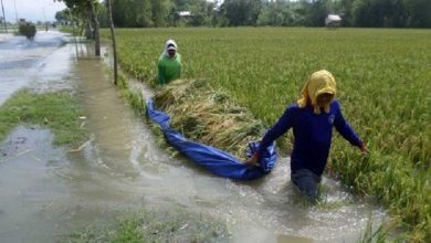 Ilustrasi -- Sawah Terendam Banjir (Antara/Slamet Agus Sudarmojo)