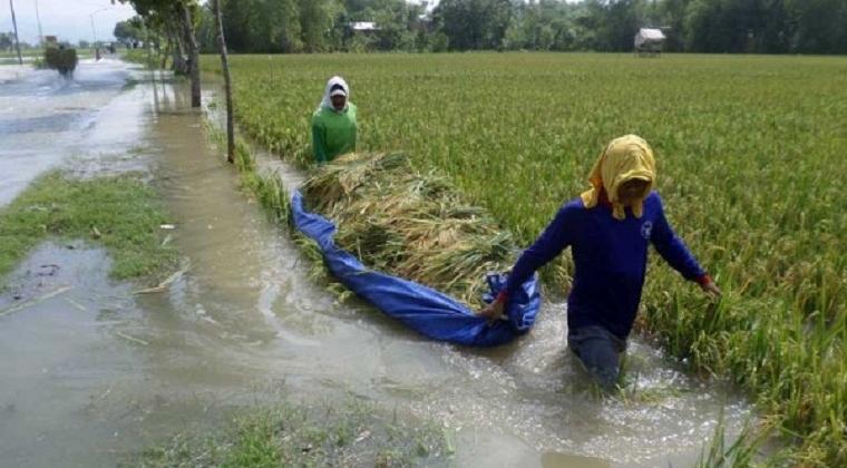 Ilustrasi -- Sawah Terendam Banjir (Antara/Slamet Agus Sudarmojo)