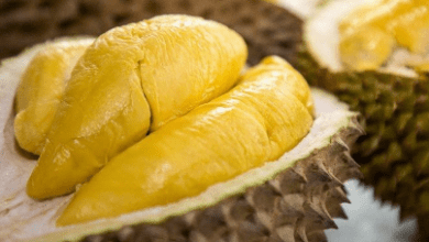 Ilustrasi durian (foto: DevianART)