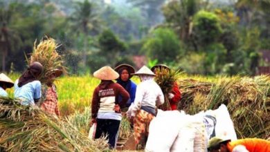 Jawa Siap Panen Raya