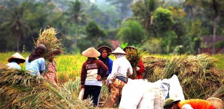 Jawa Siap Panen Raya