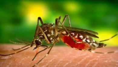 Ketahui Apa Itu Malaria?