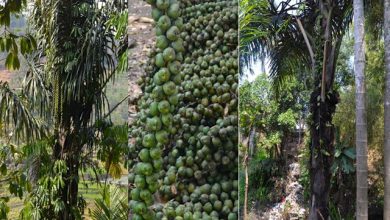 Energi Terbarukan Dari Pohon Mayang