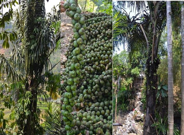 Energi Terbarukan Dari Pohon Mayang