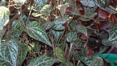 Manfaat Daun Sirih Merah Untuk Obati Berbagai Penyakit