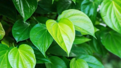 Manfaat Daun Sirih untuk Kesehatan Tubuh