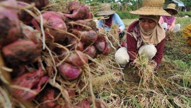 Optimisme Para Petani Mansel Jadikan Bawang Merah Komoditas Unggulan