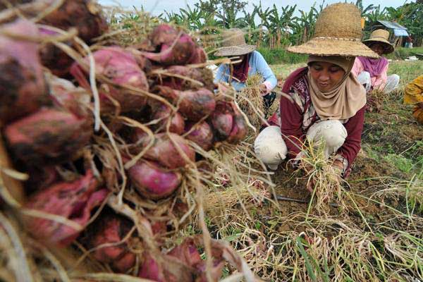 Optimisme Para Petani Mansel Jadikan Bawang Merah Komoditas Unggulan