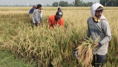 Tangani Wabah Covid-19, Pemerintah Jangan Lupakan Petani