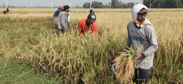 Tangani Wabah Covid-19, Pemerintah Jangan Lupakan Petani