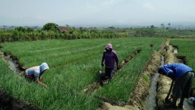 Tim Cepat Respon Opini Publik Untuk Memaksimalkan Pertanian Organik