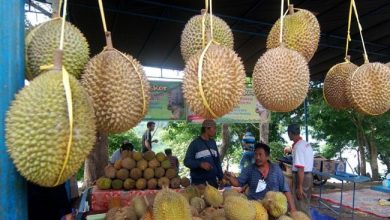 lustrasi buah durian. ANTARA:Aditya Pradana Putra