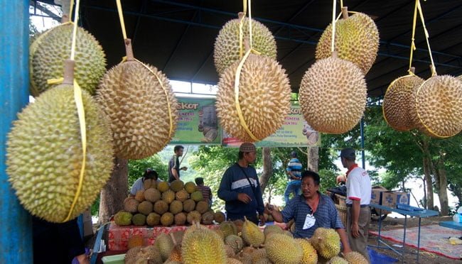 lustrasi buah durian. ANTARA:Aditya Pradana Putra