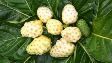 Ketahui Manfaat Dan Efek Samping Mengkudu Untuk Kesehatan