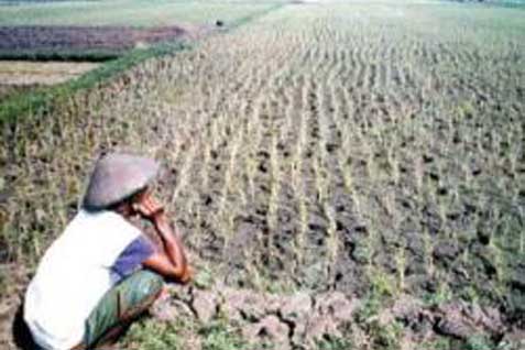 Masalah Petani Indonesia, Mulai Dari Sulitnya Mencari Pewaris Sampai ...