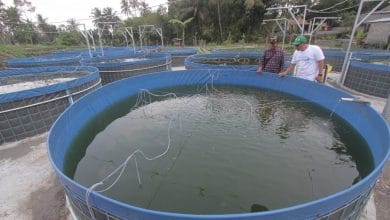 DWS Dengarkan Keluhan Peternak Ikan di Sleman