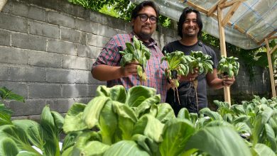 Kebun Indonesia Raya panen pertama kali (Foto:Bimata)