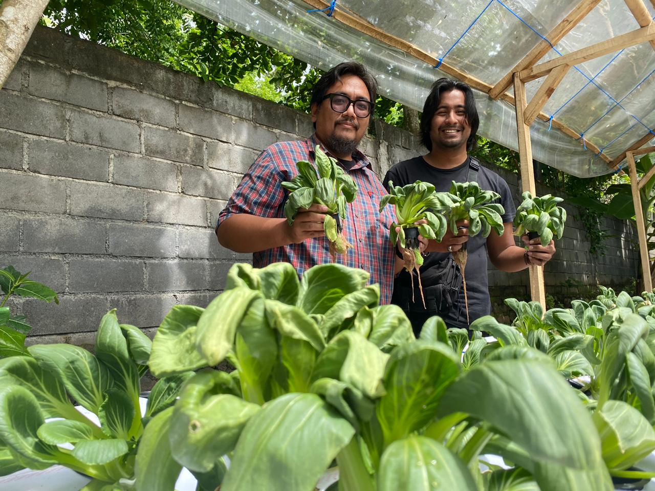 Kebun Indonesia Raya panen pertama kali (Foto:Bimata)