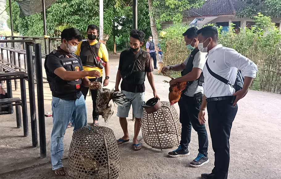 Tim Puma Polres Lombok Barat Bubarkan Judi Sabung Ayam