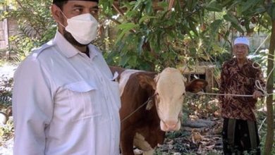 Gerindra Jatim Gotong Royong Sumbang Ratusan Hewan Kurban