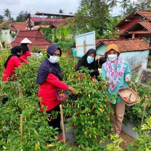 Darori Wonodipuro Kembali Serahkan Bantuan Pekarangan Pangan Lestari