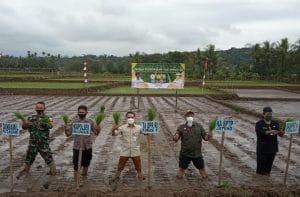 Dongkrak Hasil Panen, Darori Gelar Bimtek dan Tanam Benih Padi VUB Inpari 32