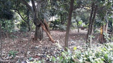 Kejati DKI Selidiki Dugaan Korupsi Mafia Tanah di Cipayung Jakarta Timur