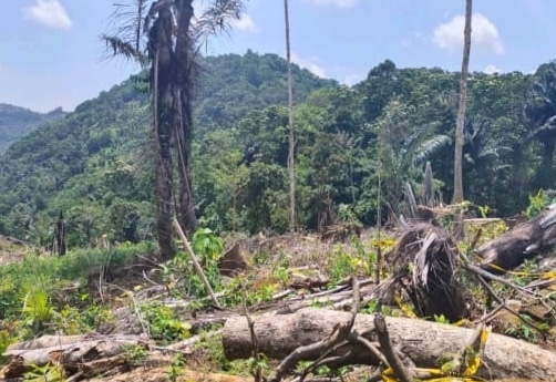 Anggota DPRD Soppeng Divonis Bebas Terkait Kasus Pembalakan Liar Hutan Lindung