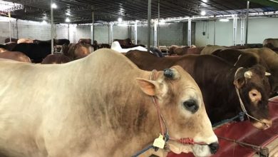 Presiden Jokowi Salurkan Sapi Kurban ke Masjid Istiqlal dan Jakarta Islamic Centre