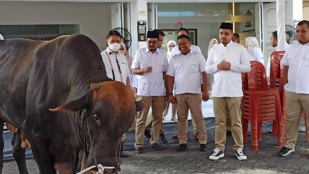 PRABOWO SUBIANTO KURBAN SAPI 1 TON DI PEKANBARU