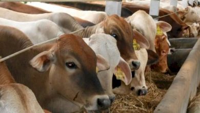 DP2 Makassar Temukan 450 Ekor Sapi dan 183 Kambing Tak Layak Kurban
