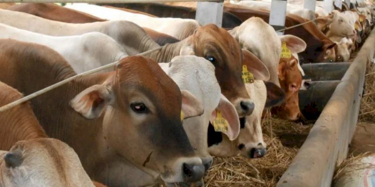 DP2 Makassar Temukan 450 Ekor Sapi dan 183 Kambing Tak Layak Kurban