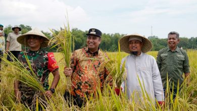 Andi Sudirman Panen Perdana Hasil Mandiri Benih di Maros_bimata.id