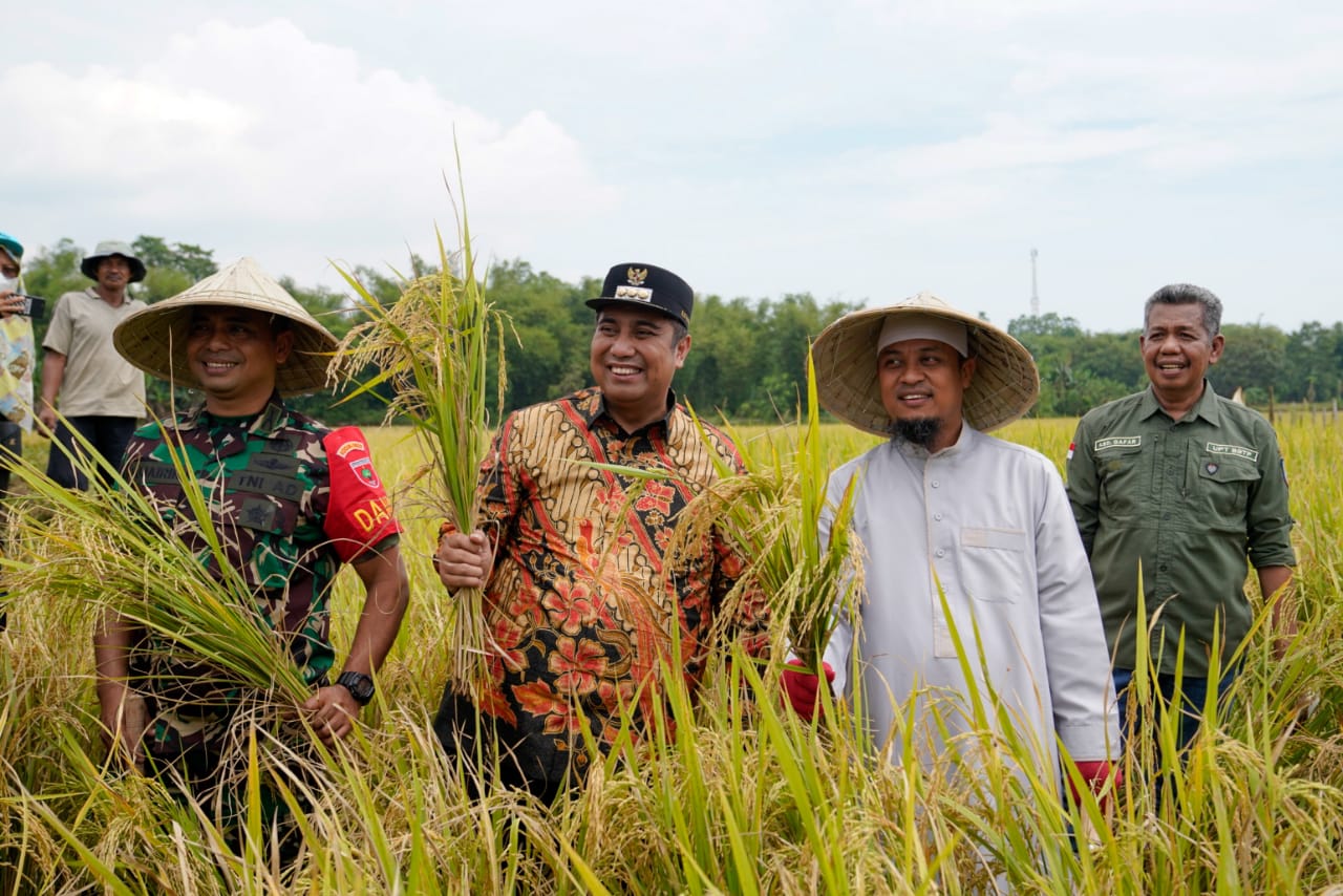 Andi Sudirman Panen Perdana Hasil Mandiri Benih di Maros_bimata.id