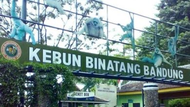 Bandung Zoo Ajukan Banding ke Pengadilan Tinggi Soal Kepemilikan Lahan