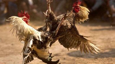 Polsek Ngoro Mojokerto Amankan Barang Bukti dan Tiga Orang Penonton Judi Sabung Ayam