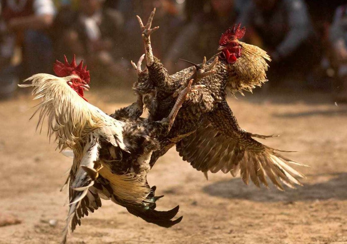 Polsek Ngoro Mojokerto Amankan Barang Bukti dan Tiga Orang Penonton Judi Sabung Ayam