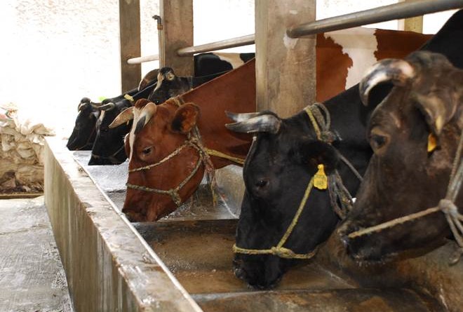 BI Babel Salurkan Bantuan Satu Unit Kandang Sapi ke Kelompok Tani Makmur Parittiga