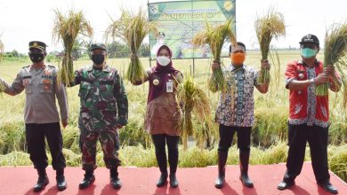 Bupati Demak, saat menghadiri panen raya kelompok tani Mudo Karyo Dua