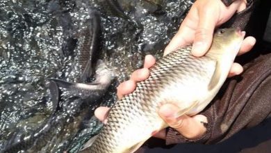Photo of Gegara Ini Pembudidaya Ikan Mas di PLTA Koto Panjang Kampar Alami Kerugian Puluhan Juta Rupiah