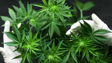 Polisi Gerebek Ladang Ganja di Wilayah Pegunungan Bone Sulsel_bimata.id