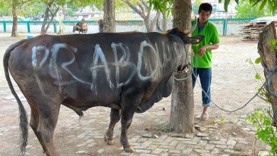 Lewat Das'ad Latif, Prabowo Kurban 1 Ekor Sapi di Masjid Al Markaz Makassar_bimata.id